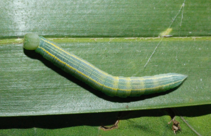 Fig.9 Larva <i>Panoquina fusina</i></i>, mostrando la parte espalda en hoja de <i>Cocos nucifera</i></i> (introducido), familia (Arecaceae). Voucher: 16-SRNP-26760-DHJ730496.jpg.