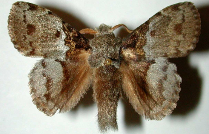 Figura 1. Adulto <i>Euglyphis deusta</i></i> (Lasiocampidae), posición dorsal. 00-SRNP-1585- DHJ33218.