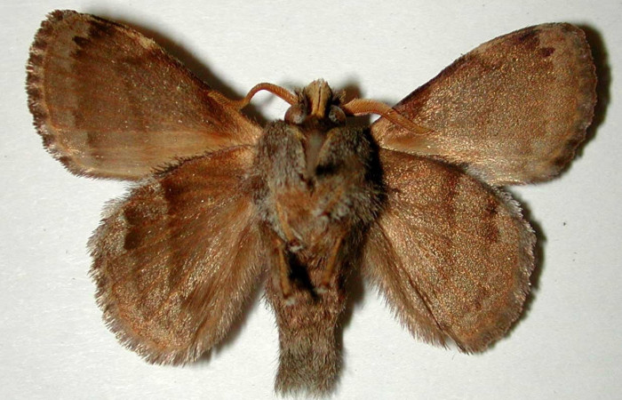 Figura 13. Adulto <i>Euglyphis deusta</i></i> (Lasiocampidae), macho posición ventral.00- SRNP-1585-DHJ33219.