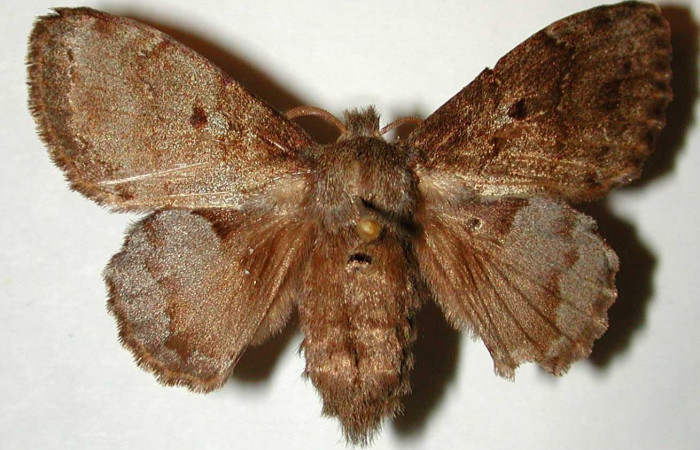 Figura 14. Adulto <i>Euglyphis deusta</i></i> (Lasiocampidae), hembra posición dorsal. 00- SRNP-167-DHJ33222.