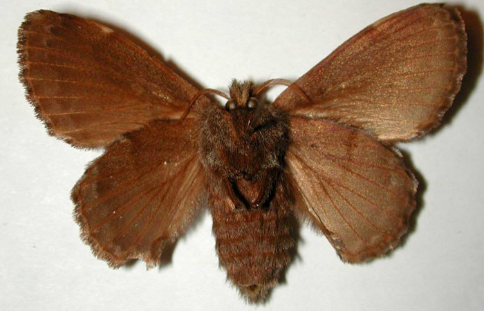 Figura 15. Adulto <i>Euglyphis deusta</i></i> (Lasiocampidae), hembra posición ventral. 00- SRNP-167-DHJ33223.