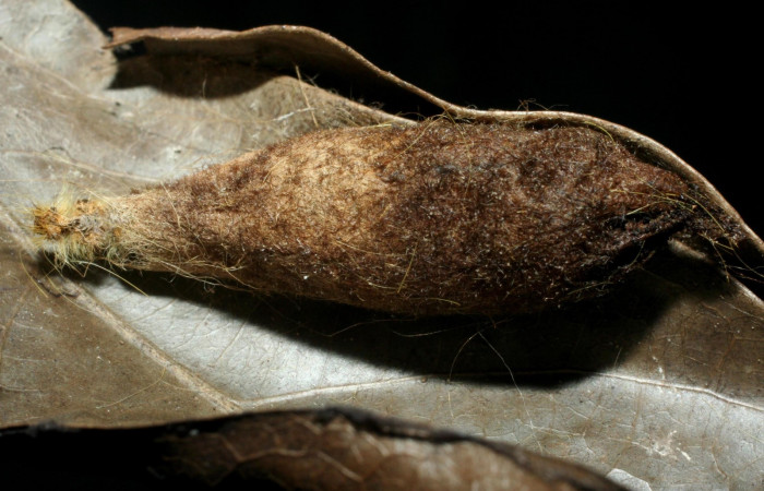 Figura 16. Capullo de<i> Agrypon</i></i> nelsoniDHJ02 (Ichneumonidae), parásito de <i>Euglyphis deusta</i></i> (Lasiocampidae). 08-SRNP-36902-DHJ462514.jpg.