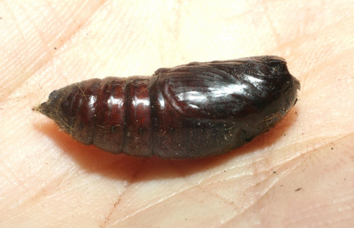 Figura 10. Pupa <i>Euglyphis deusta</i></i> (Lasiocampidae), 08-SRNP-36902-DHJ462516.jpg.