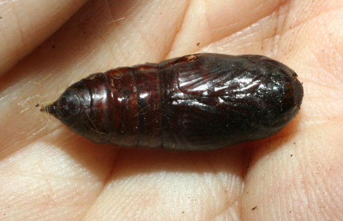 Figura 11. Pupa <i>Euglyphis deusta</i></i> (Lasiocampidae), 08-SRNP-36902-DHJ462517.jpg.