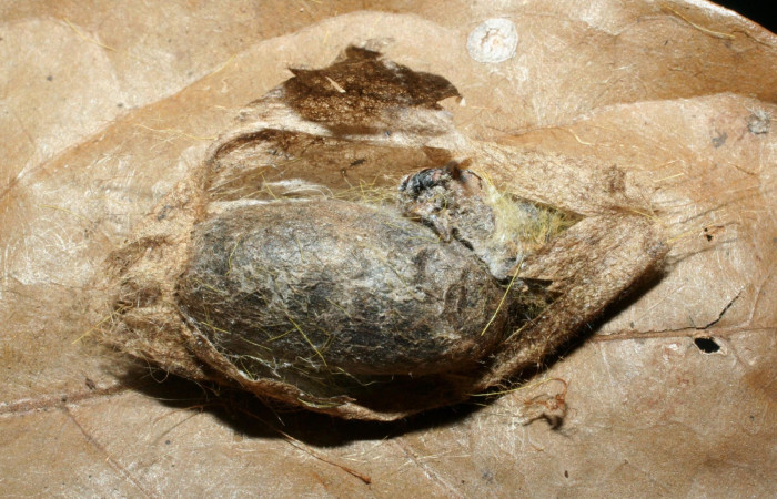 Figura 17. Capullo de <i>Enicospilus</i></i> scuintleiDHJ01 (Ichneumonidae), parásito de <i>Euglyphis deusta</i></i> (Lasiocampidae). 08-SRNP-58259-DHJ462653.jpg.