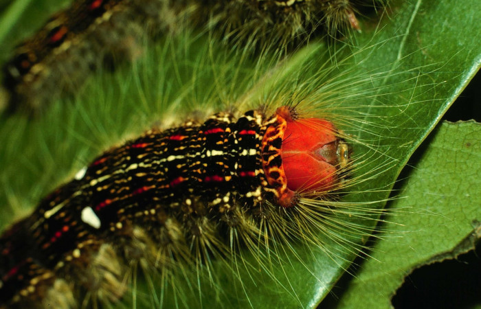 Figura 4. Larva <i>Euglyphis deusta</i></i> (Lasiocampidae), posición cabeza, en la hoja de la planta <i>Nectandra salicifolia</i></i> (Lauraceae). 96-SRNP-379-DHJ27290.jpg.