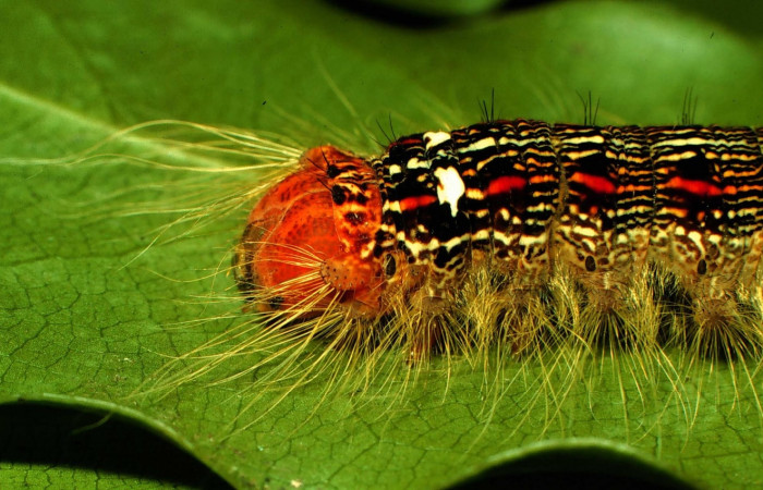 Figura 6. Larva <i>Euglyphis deusta</i></i> (Lasiocampidae), posición cabeza, en la hoja de la planta <i>Ocotea veraguensis</i></i> (Lauraceae). 97-SRNP-1015.19-DHJ40723.jpg.
