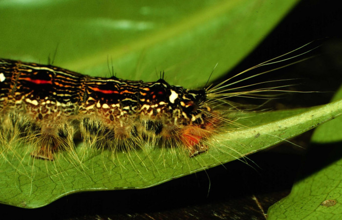 Figura 7. Larva <i>Euglyphis deusta</i></i> (Lasiocampidae), posición cola, en la hoja de la planta <i>Ocotea veraguensis</i></i> (Lauraceae). 97-SRNP-1015.19-DHJ40724.jpg.