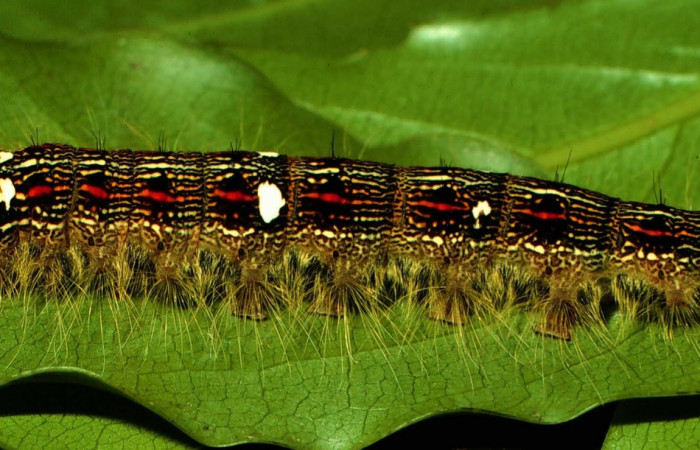 Figura 8. Larva <i>Euglyphis deusta</i></i> (Lasiocampidae), posición lateral, en la hoja de la planta <i>Ocotea veraguensis</i></i> (Lauraceae). 97-SRNP-1015.19-DHJ40728.jpg.