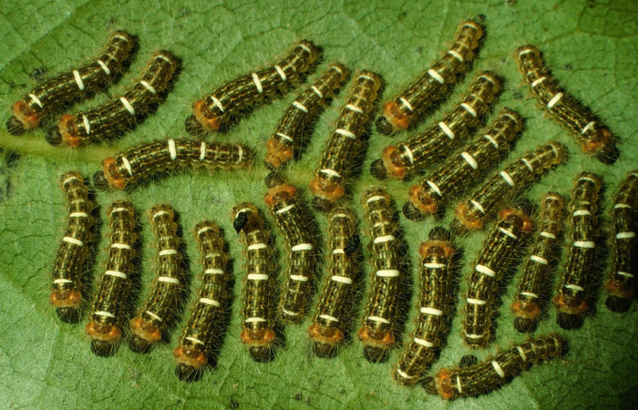 Figura 2. Larva <i>Euglyphis deusta</i></i> (Lasiocampidae), posición grupal, en la hoja de la planta <i>Ocotea veraguensis</i></i> (Lauraceae). 98-SRNP-2216-DHJ44221.jpg.