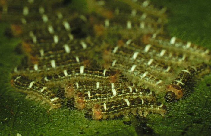 Figura 3. Larva <i>Euglyphis deusta</i></i> (Lasiocampidae), posición lateral entero del grupo, en la hoja de la planta <i>Ocotea veraguensis</i></i> (Lauraceae). 98-SRNP-2216- DHJ44222.jpg.