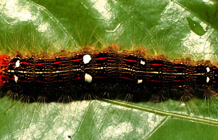 Figura 9. Larva <i>Euglyphis deusta</i></i> (Lasiocampidae), posición dorsal, en la hoja de la planta <i>Ocotea cernua</i></i> (Lauraceae). 99-SRNP-13398-DHJ52067.jpg.