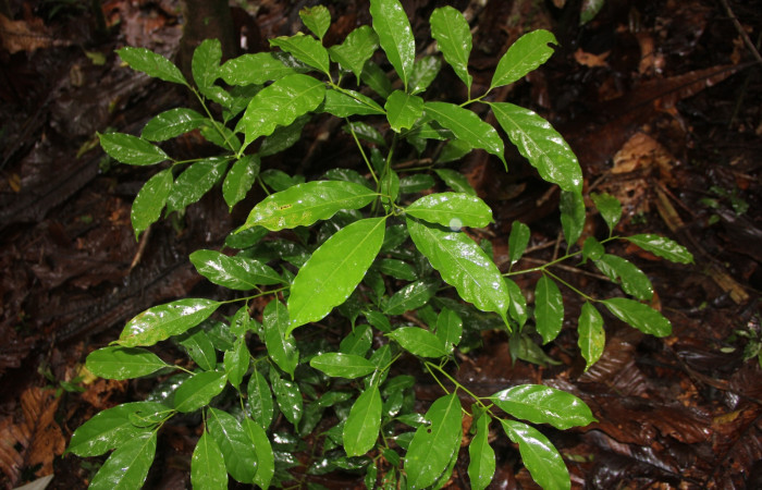 Figura 18. Planta hospedera de <i>Euglyphis deusta</i></i> (Lasiocampidae), planta <i>Ocotea cernua</i></i> (Lauraceae), posición hojas. Foto Angel Hernandez.