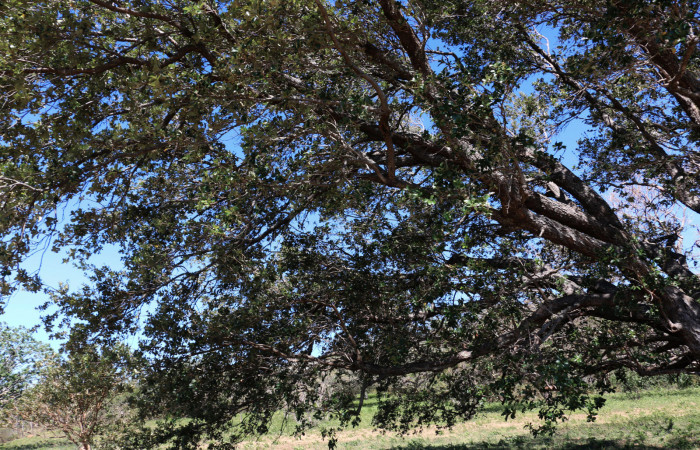 ig.10 Planta <i>Quercus oleoidesii</i></i> (Fagaceae),
 hospedera de la larva <i>Othorene bernardoespinozai</i></i>, Saturniidae), Sector Pailas, Foto Elieth Cantillano 8 Marzo 2021.
