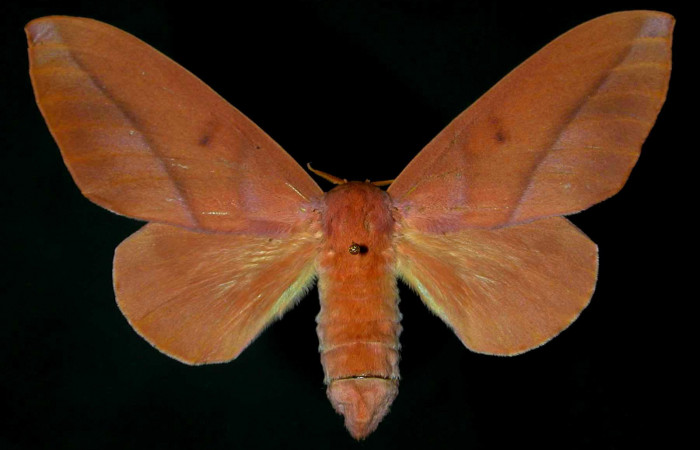 Fig.1 Adulto hembra <i>Othorene bernardoespinozai</i></i>, mostrando la parte dorsal.Voucher: 96-SRNP-4701.9-DHJ31289.jpg