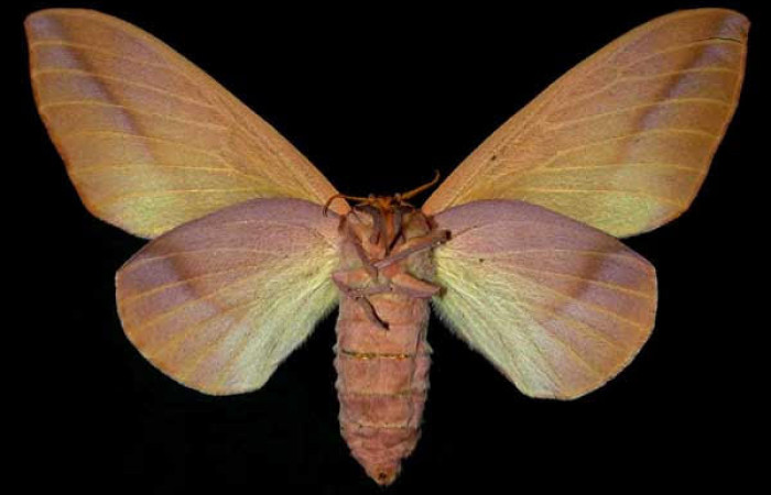 Fig.2 Adulto hembra <i>Othorene bernardoespinozai</i></i>, mostrando la parte ventral.Voucher: 96-SRNP-4701.9-DHJ31290.jpg