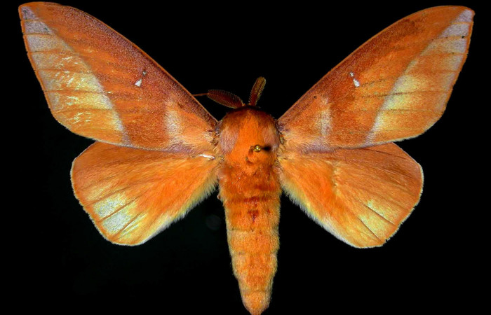 Fig.3 Adulto macho <i>Othorene bernardoespinozai</i></i>, mostrando la parte dorsal.Voucher: 96-SRNP-4925.16-DHJ31291.jpg