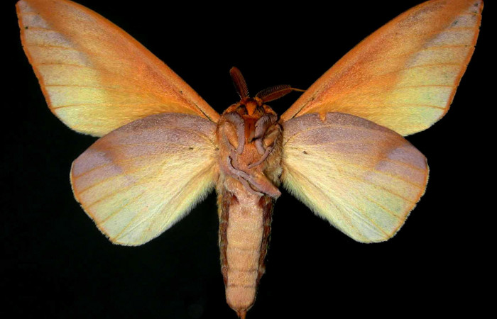 Fig.4 Adulto macho <i>Othorene bernardoespinozai</i></i>, mostrando la parte ventral.Voucher: 96-SRNP-4701.9-DHJ31290.jpg