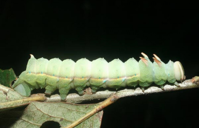 Fig.5 Larva <i>Othorene bernardoespinozai</i></i>, mostrando la parte lateral entero.Voucher: 09-SRNP-14010-DHJ456319.jpg