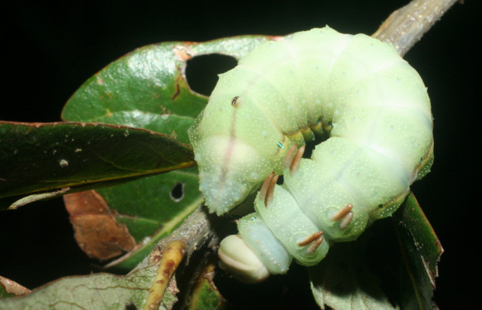 Fig.6 Larva <i>Othorene bernardoespinozai</i></i>, mostrando la parte dorsal entero.Voucher: 09-SRNP-14010-DHJ456299.jpg