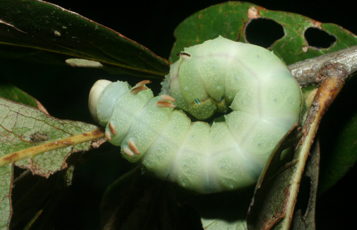 Fig.7 Larva <i>Othorene bernardoespinozai</i></i>, mostrando la parte espalda entero.Voucher: 09-SRNP-14010-DHJ456300.jpg