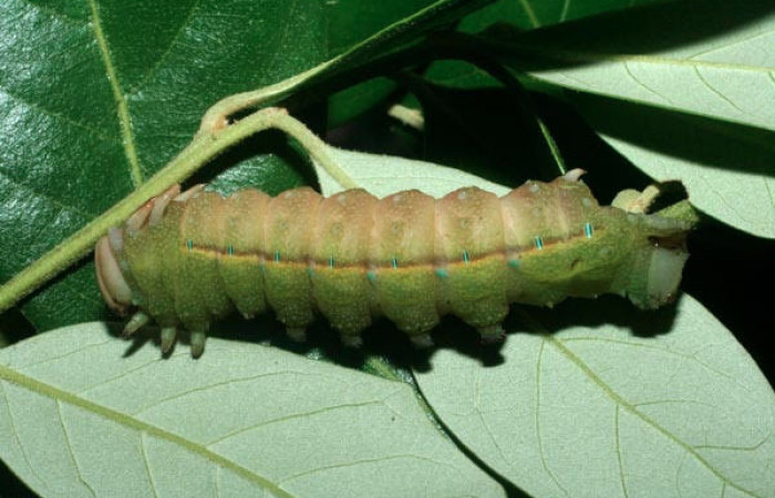 Fig.8 Prepupa <i>Othorene bernardoespinozai</i></i>, mostrando la parte lateral entero. en hoja <i>Quercus oleoides</i></i> familia Fagaceae. Voucher: 09-SRNP-14010-DHJ456297.jpg