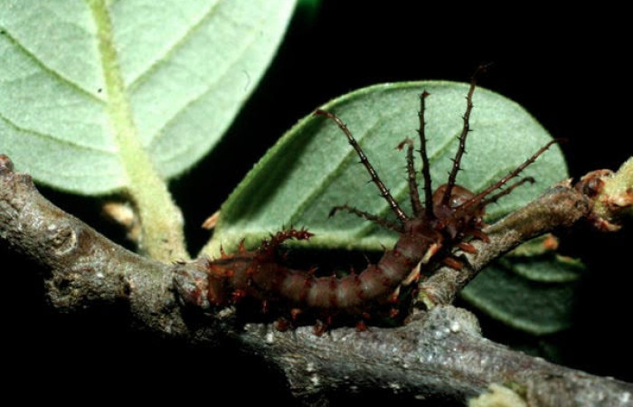 Fig.9 Larva totalmente café y sus ramificaciones en forma de espina cerca de la cabeza <i>Othorene bernardoespinozai</i></i>, mostrando la parte dorsal entero. en hoja de la rama <i>Quercus oleoides</i></i> familia Fagaceae. Voucher: 09-SRNP-14011-DHJ454811.jpg