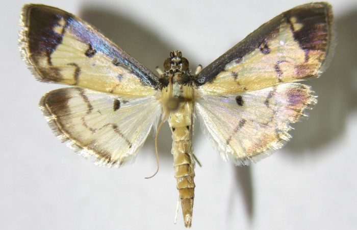 Figura 1. Adulto de <i>Eulepte</i></i> Janzen03 (macho), vista dorsal. (06-SRNP-41820-DHJ349638).