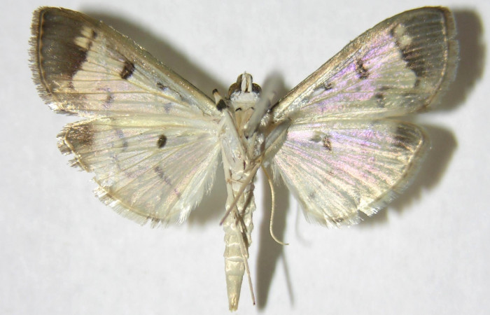 Figura 2. Adulto de <i>Eulepte</i></i> Janzen03 (macho), vista ventral. (06-SRNP-41820-DHJ349639).