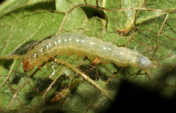 Figura 7. Larva <i>Eulepte</i></i> Janzen03, Crambidae,
vista lateral cabeza. (06-SRNP-41820-DHJ414469).