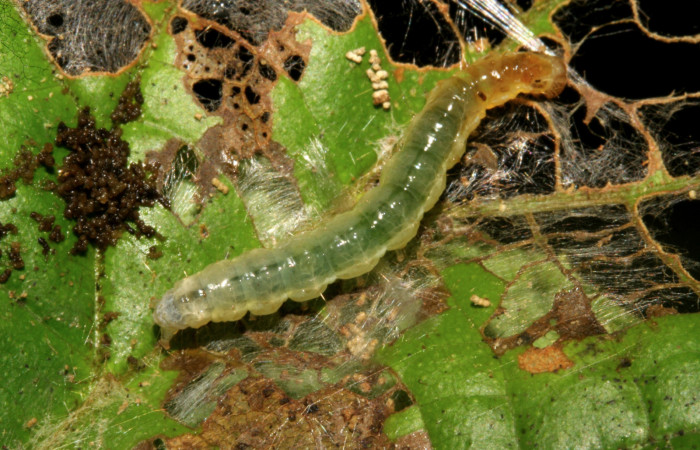 Figura 8. Larva <i>Eulepte</i></i> Janzen03, Crambidae, vista dorsal. (09-SRNP-279-DHJ450246).