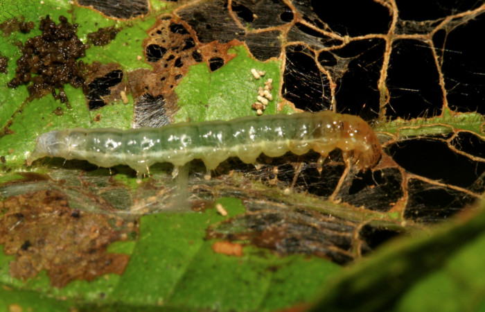 Figura 6. Larva <i>Eulepte</i></i> Janzen03, Crambidae,
vista dorsal. (09-SRNP-279-DHJ450247).
