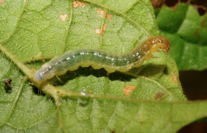 Figura 9. Larva <i>Eulepte</i></i> Janzen03, Crambidae,
vista dorsal. (09-SRNP-279-DHJ450253).