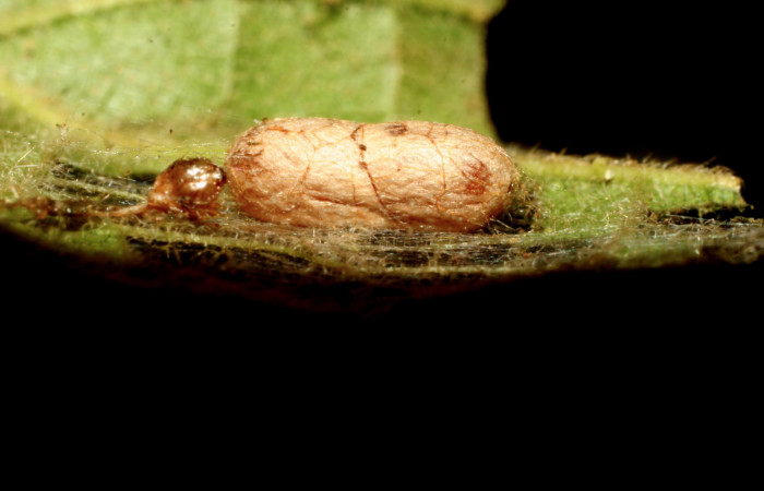 Figura 11.  Pupario de Ichneumonidae que atacan larva de <i>Eulepte</i></i> Janzen03. (09-SRNP-30343-DHJ458074).