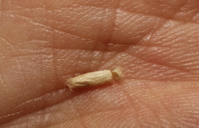 Figura 10. Capullo de la familia Braconiidae, <i>Apanteles rosibelelizondoae</i></i> que atacan larva de <i>Eulepte</i></i>
Janzen03. (12-SRNP-1364-DHJ800994).