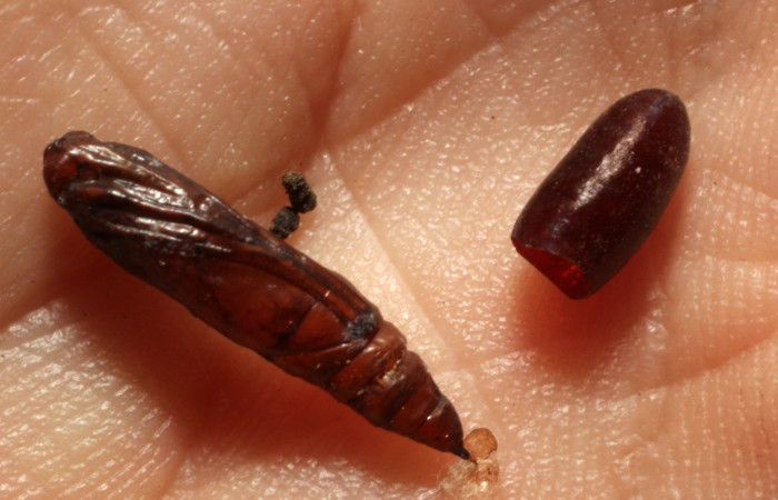 Figura 12. Pupario de Tachinidae, parásito en
<i>Eulepte</i></i> Janzen03, <i>Chrysoexorista</i></i>
Wood01DHJ02; y restos de pupa. (12-SRNP-72620-DHJ804346).