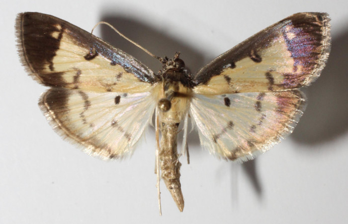 Figura 3. Adulto de <i>Eulepte</i></i> Janzen03, (hembra), vista dorsal. (14-SRNP-3200-
DHJ901530).