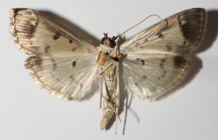 Figura 4. Adulto de <i>Eulepte</i></i> Janzen03,(hembra), vista ventral. (14-SRNP-3200-
DHJ901531).