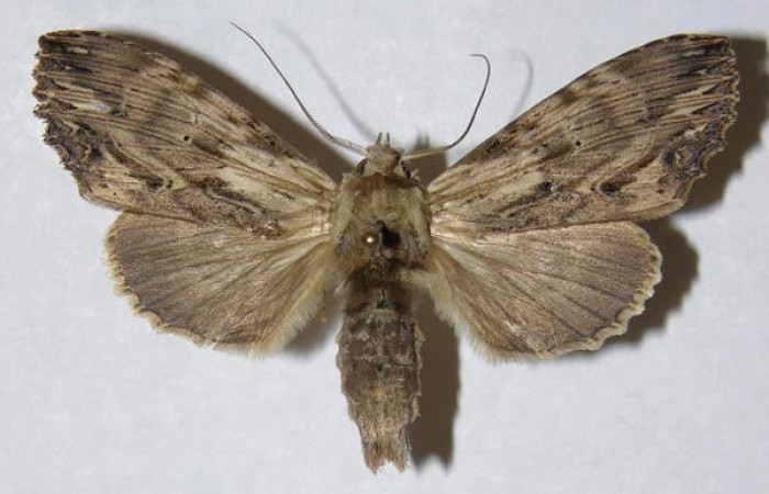 Fig 1. Hembra de <i>Xylodonta terrena</i></i>. Vista dorsal, de 51mm de longitud.  Voucher: 04-SRNP-48310-DHJ310182.jpg. 