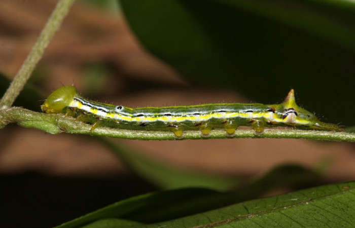 Fig.10. Larva de <i>Xylodonta markvanputteni</i></i>. Vista lateral, de 20mm de longitud. Voucher: 18-SRNP-30053-DHJ743213.jpg. 