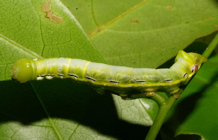 Fig.11. Larva de <i>Xylodonta guarana</i></i>. Vista lateral, de 37mm de longitud. Voucher: 08-SRNP-21930-DHJ438307.jpg. 