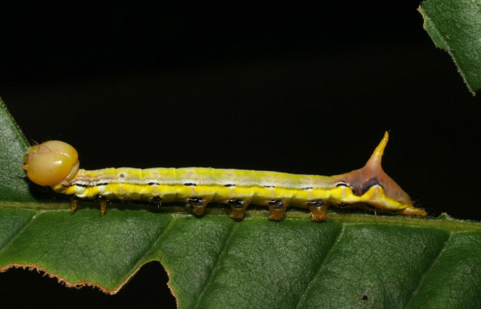Fig.12. Larva de <i>Xylodonta patrickgoodwilliei</i></i>. Voucher: Vista lateral, de 37mm de longitud. Voucher: 06-SRNP-40459-DHJ414032.jpg. 
