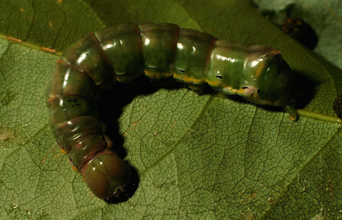 Fig.13. Prepupa de <i>Xylodonta terrena</i></i>, de 36mm de longitud. Voucher: 97-SRNP-1793-DHJ43985.jpg. 