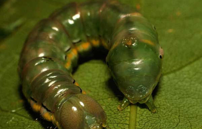 Fig.14. Prepupa de <i>Xylodonta terrena</i></i>, de 36mm de longitud. Voucher: 97-SRNP-1793-DHJ43987.jpg. 