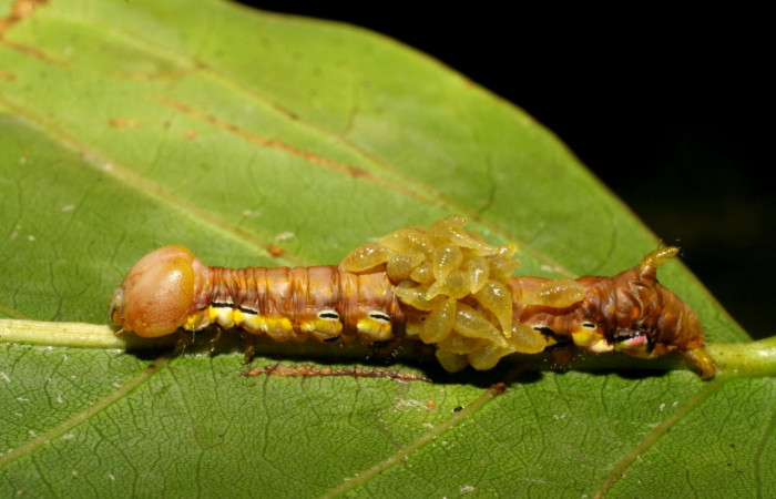 Fig.15. Mostrando larva de <i>Xylodonta guarana</i></i>, con larvitas parásito de la familia Eulophidae. Voucher: 07-SRNP-58948-DHJ428967.jpg. 