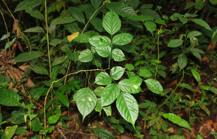 Fig.16. Planta juvenil de <i>Lonchocarpus oliganthus</i></i> (Arecaceae), planta hospedera de <i>Xylodonta terrena</i></i>. Foto, Manuel Rios, Marzo 2021.