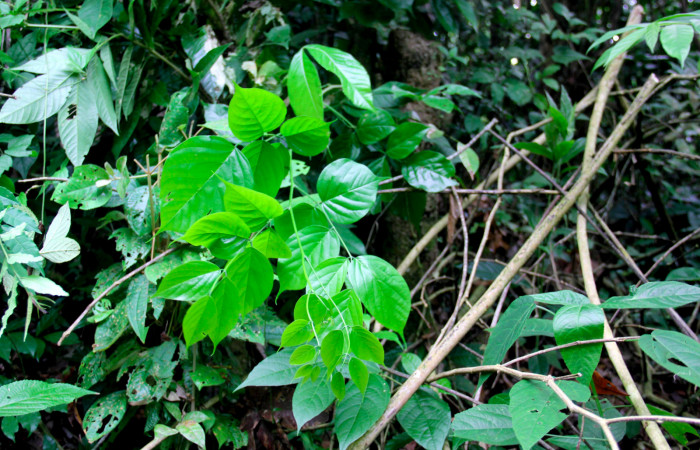 Fig.17. Brotes de <i>Lonchocarpus oliganthus</i></i> (Fabaceae) planta hospedera de <i>Xylodonta terrena</i></i>. Foto, Manuel Rios, Marzo 2021.