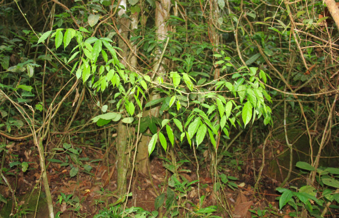 Fig.18. Brotes de <i>Pterocarpus officinalis</i></i> (Fabaceae) planta hospedera de <i>Xylodonta terrena</i></i>. Foto, Manuel Rios, Marzo 2021.