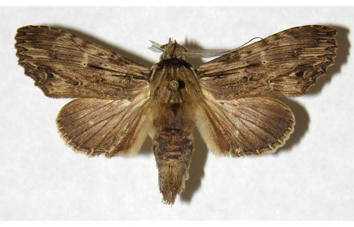 Fig 2. Macho de <i>Xylodonta terrena</i></i>. Vista ventral, de 47mm de longitud.  Voucher: 97-SRNP-764-DHJ322330.jpg. 