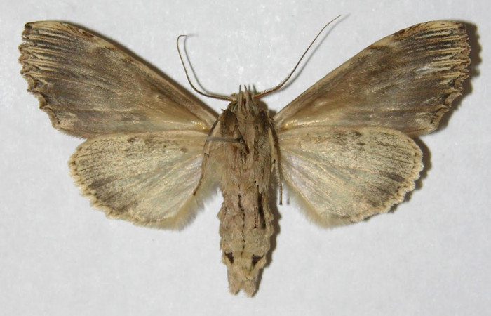 Fig 3. Hembra de <i>Xylodonta terrena</i></i>. Vista ventral, de 51mm de longitud. Voucher: 04-SRNP-48310-DHJ310183.jpg, 52mm de longitud.